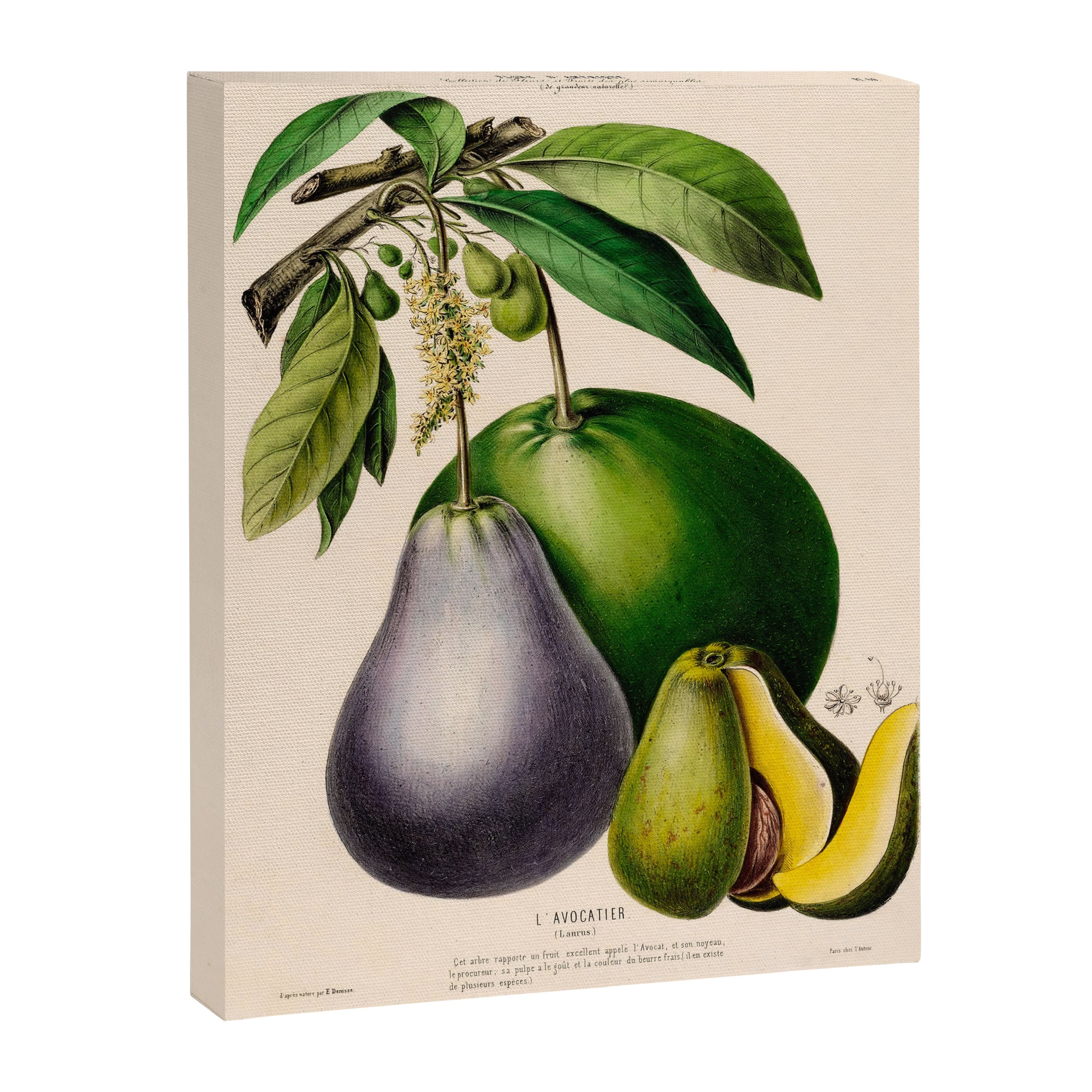 Avocado from "Flore dâAmÃ©rique" by Ãtienne Denisse, 1840s Canvas Print Gallery Image 6