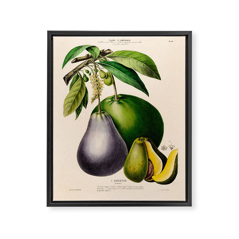 Avocado from "Flore dâAmÃ©rique" by Ãtienne Denisse, 1840s Framed Canvas Print Gallery Image 6