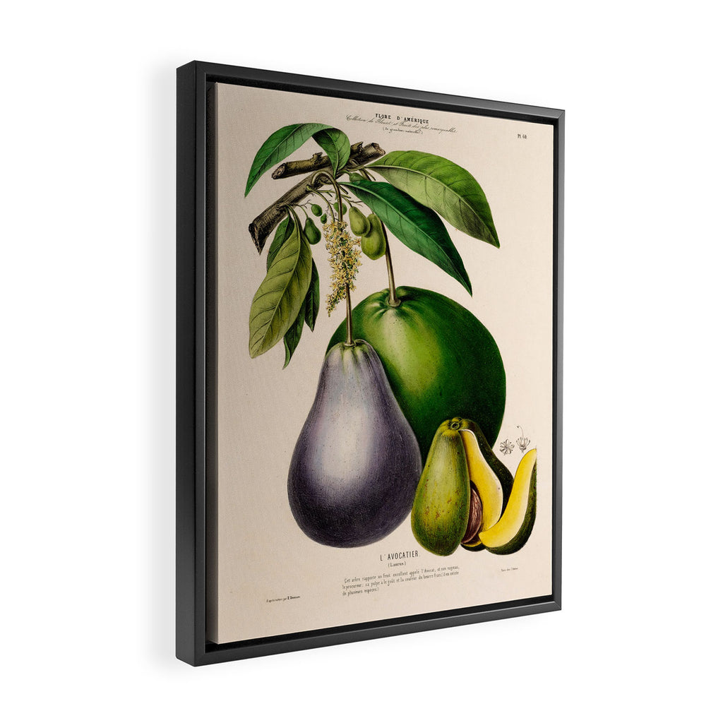 Avocado from "Flore dâAmÃ©rique" by Ãtienne Denisse, 1840s Framed Canvas Print Gallery Image 2