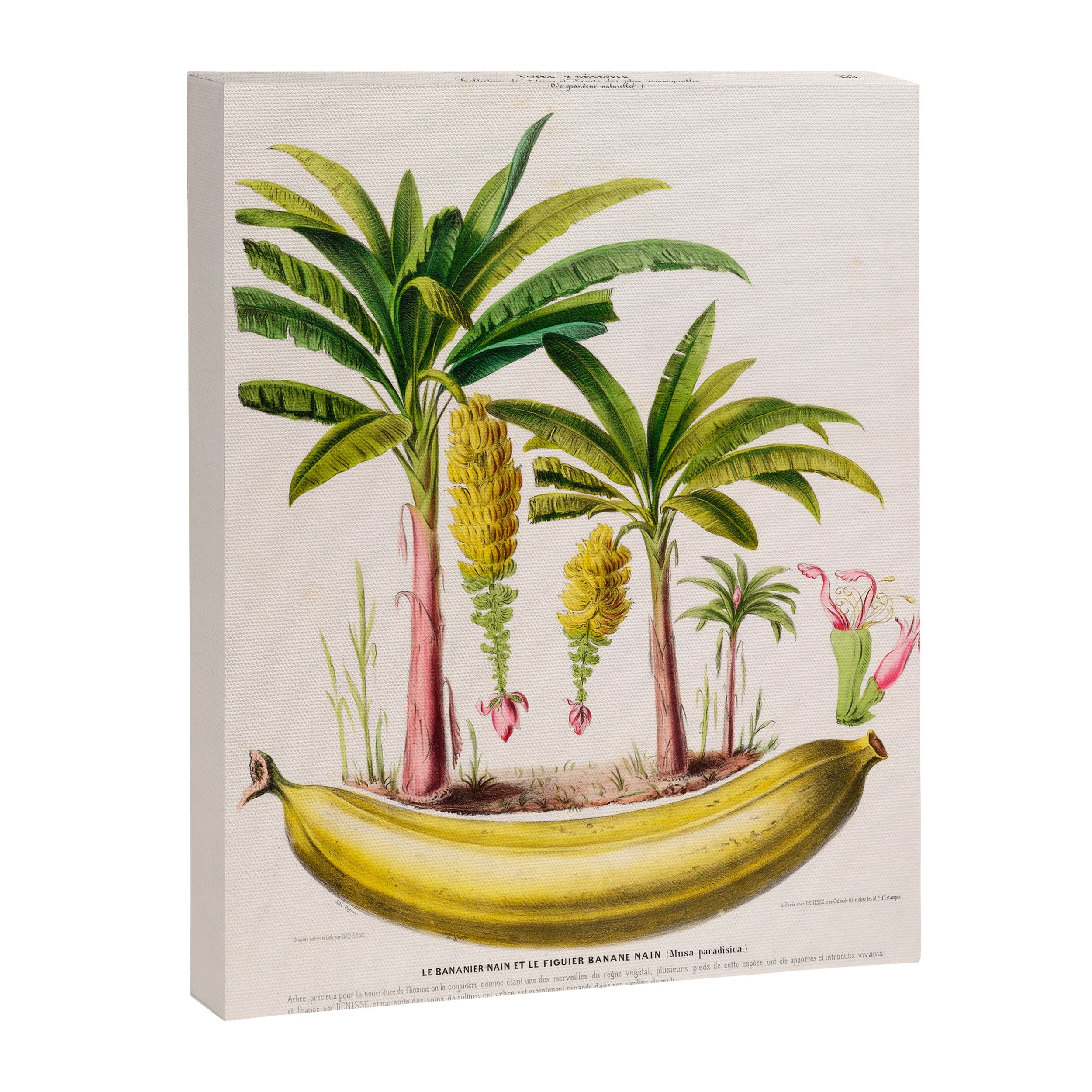 Banana from "Flore dâAmÃ©rique" by Ãtienne Denisse, 1840s Canvas Print Gallery Image 6