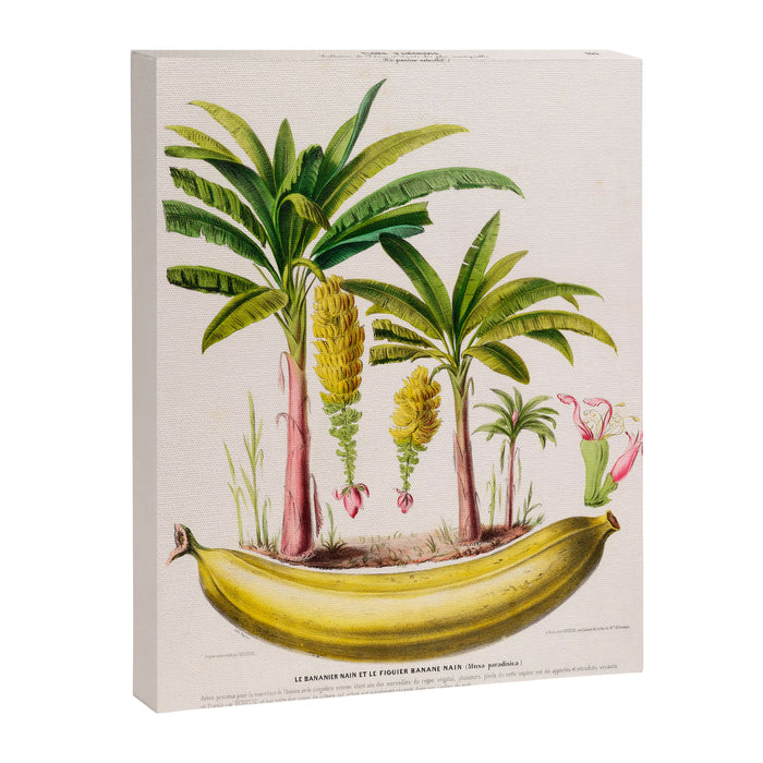 Banana from "Flore dâAmÃ©rique" by Ãtienne Denisse, 1840s Canvas Print Gallery Image 1
