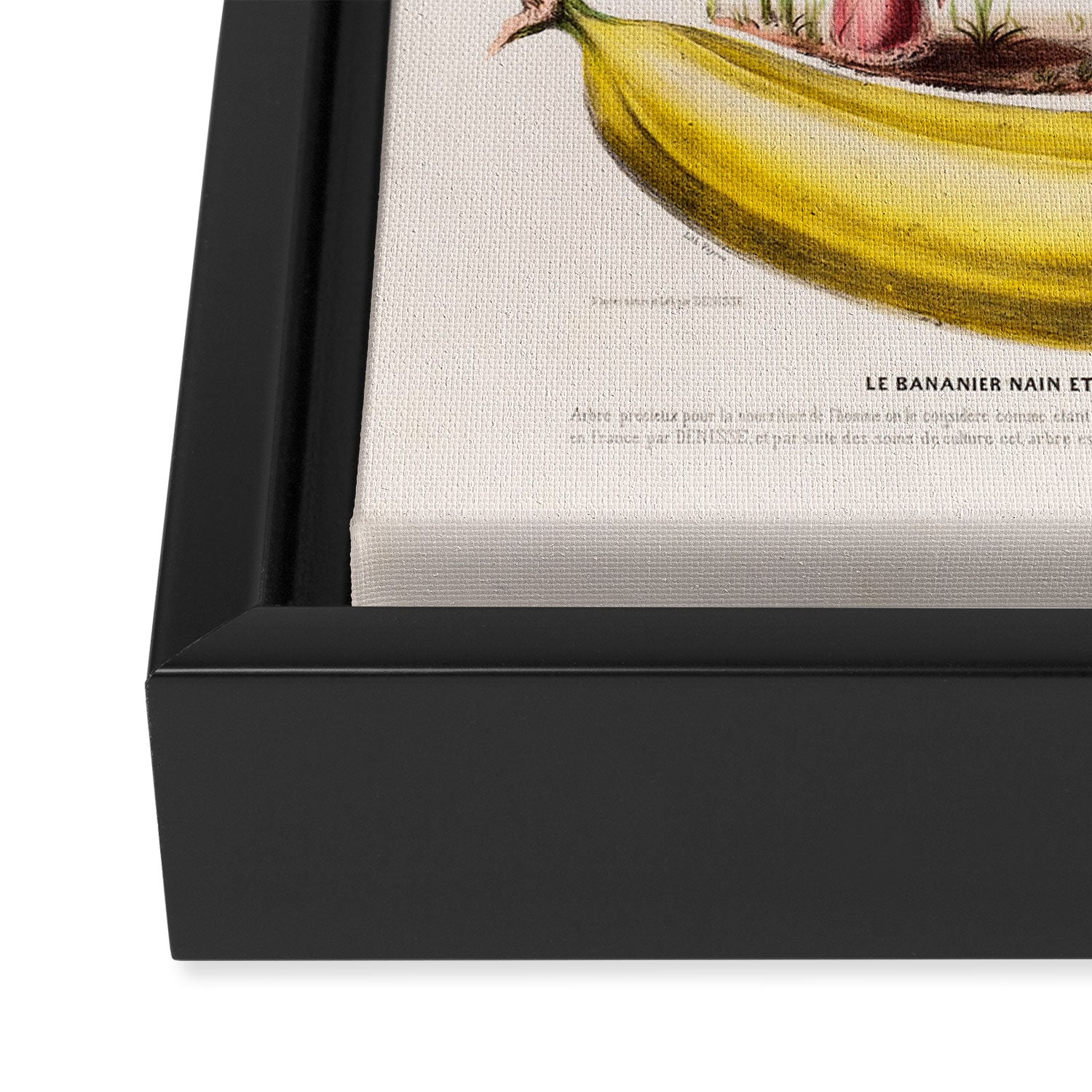 Banana from "Flore dâAmÃ©rique" by Ãtienne Denisse, 1840s Framed Canvas Print Gallery Image 3