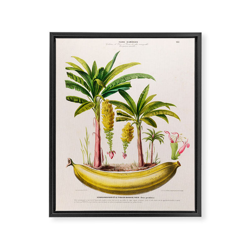 Banana from "Flore dâAmÃ©rique" by Ãtienne Denisse, 1840s Framed Canvas Print Gallery Image 6