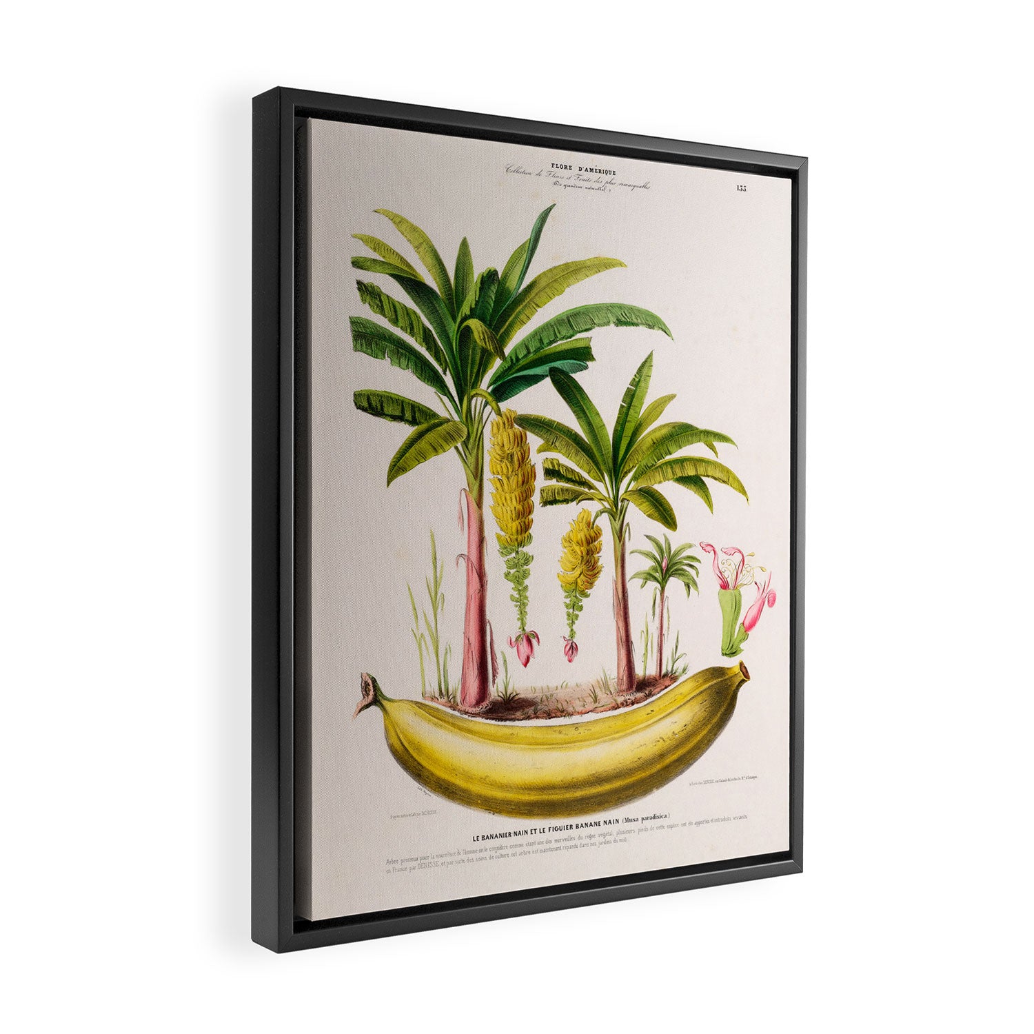 Banana from "Flore dâAmÃ©rique" by Ãtienne Denisse, 1840s Framed Canvas Print Gallery Image 2