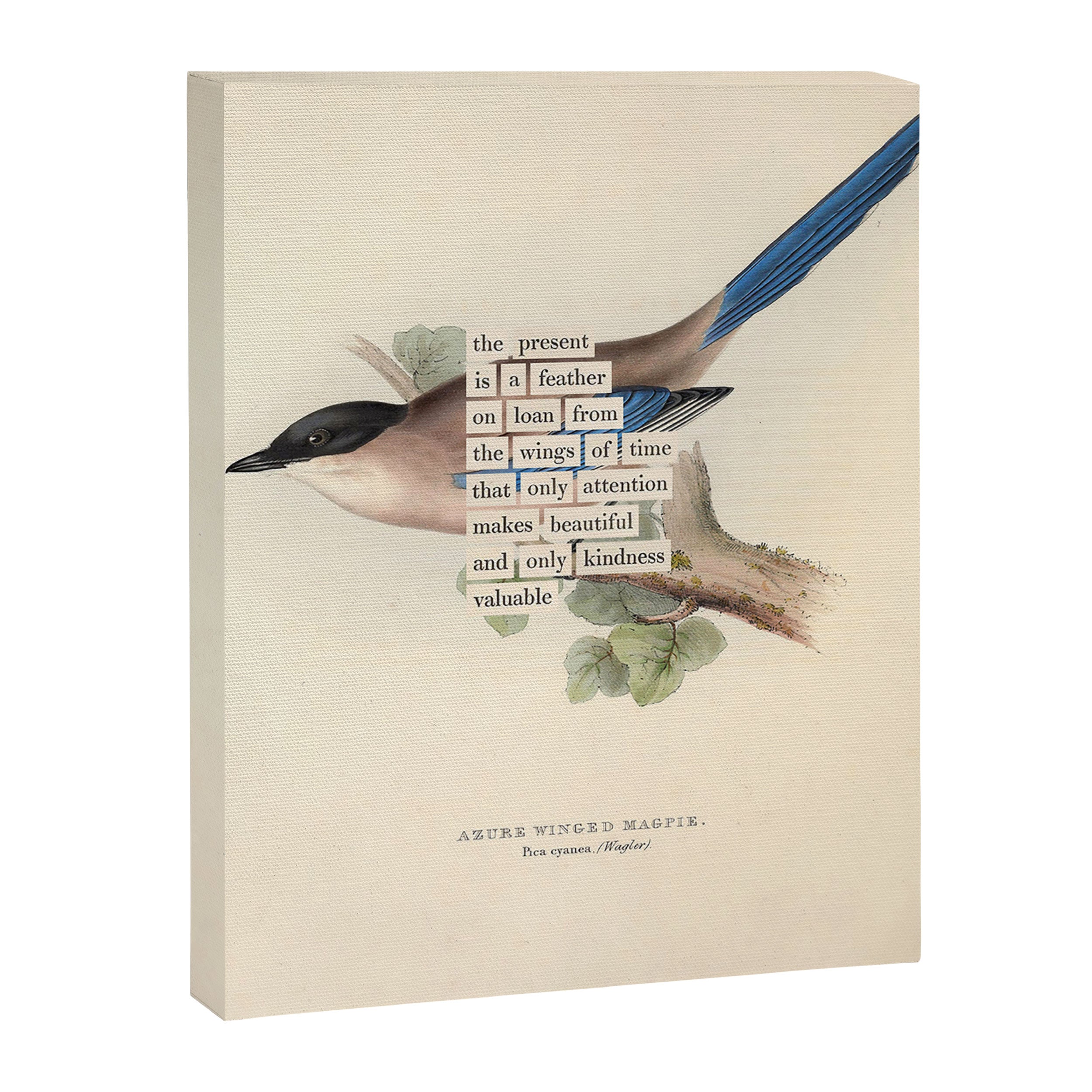 Bird Divinations: Azure Magpie (about: almanacofbirds.org) Canvas Print Gallery Image 6