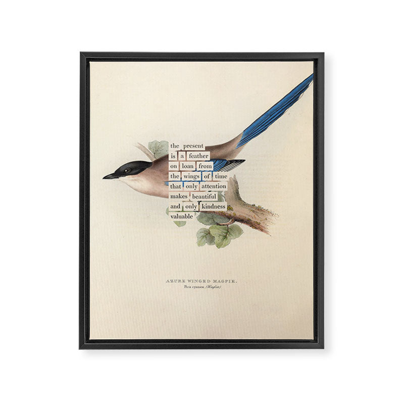 Bird Divinations: Azure Magpie (about: almanacofbirds.org) Framed Canvas Print Gallery Image 6