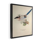 Bird Divinations: Azure Magpie (about: almanacofbirds.org) Framed Canvas Print Gallery Image 2