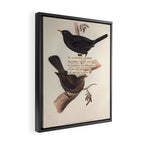 Bird Divinations: Blackbird (about: almanacofbirds.org) Framed Canvas Print Gallery Image 2