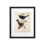 Bird Divinations: Blackbird (about: almanacofbirds.org) Framed Art Print Gallery Image 5