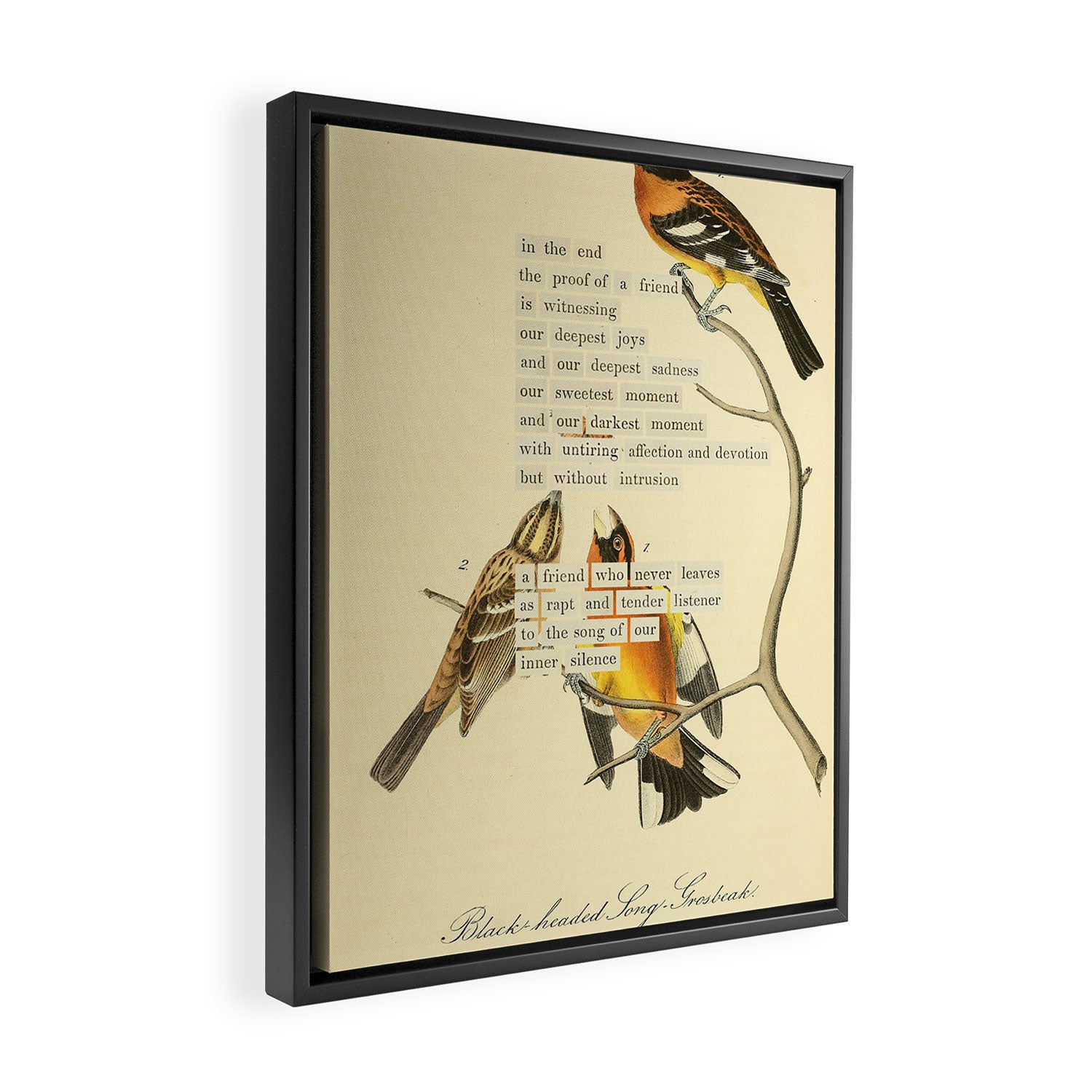 Bird Divinations: Black-headed Song-grosbeak (about: almanacofbirds.org)  Framed Canvas Print Gallery Image 2
