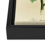 Bird Divinations: Black-Throated Blue Wood-Warbler (about: almanacofbirds.org) Framed Canvas Print Gallery Image 3