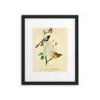 Bird Divinations: Black-Throated Blue Wood-Warbler (about: almanacofbirds.org) Framed Art Print Gallery Image 5