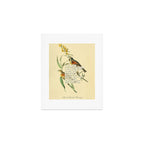 Bird Divinations: Black-throated Bunting (about: almanacofbirds.org) Art Print Gallery Image 1
