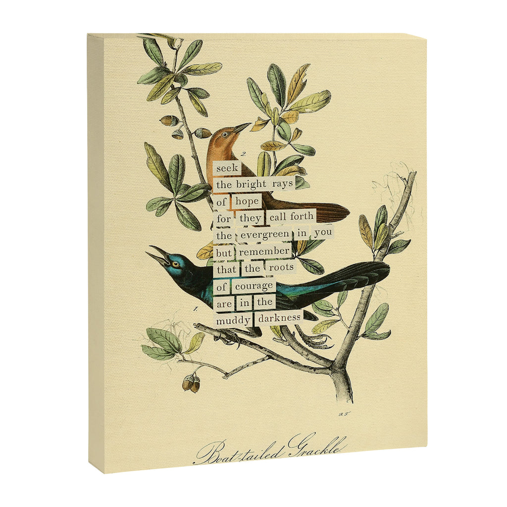 Bird Divinations: Boat-Tailed Grackle (about: almanacofbirds.org) Canvas Print Gallery Image 6