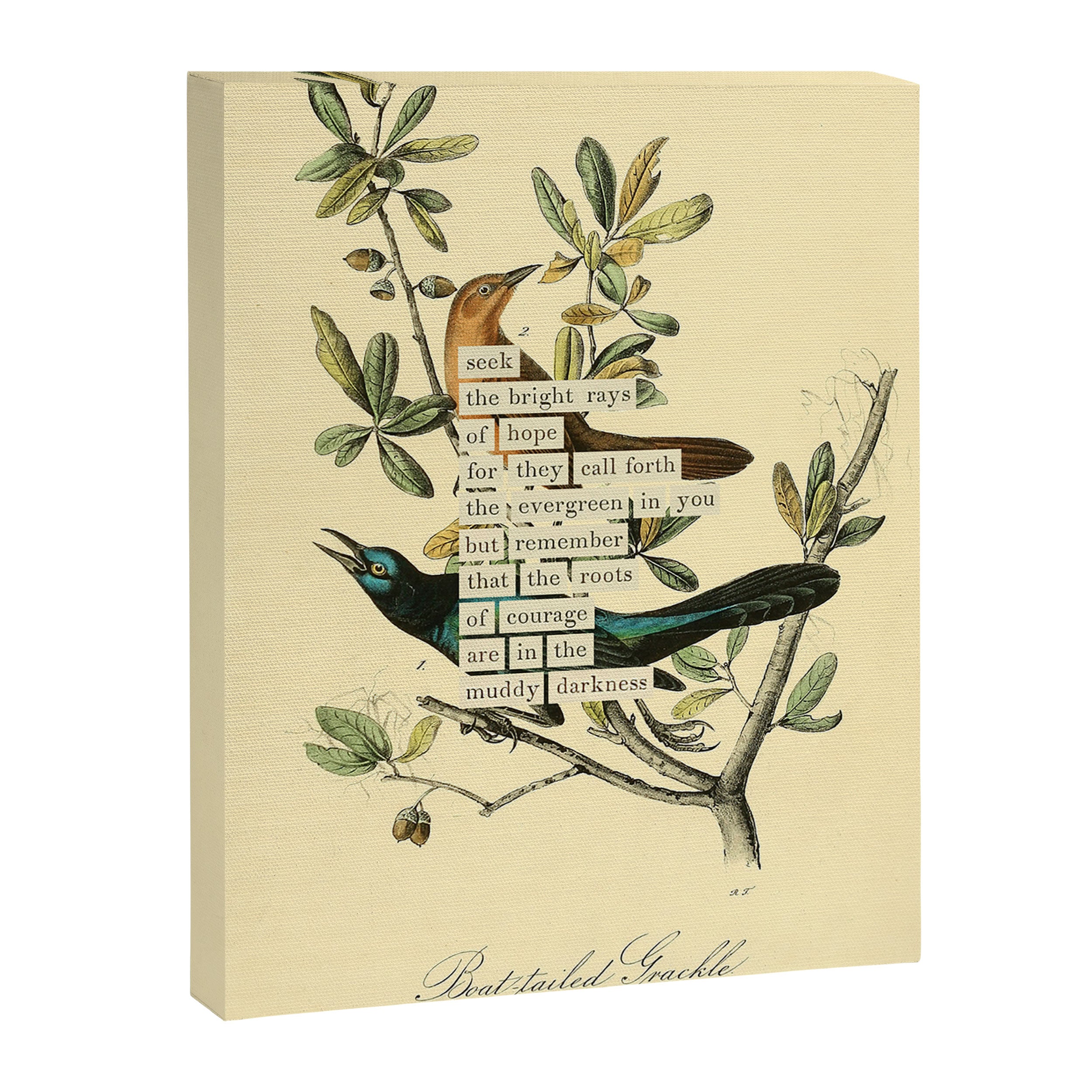 Bird Divinations: Boat-Tailed Grackle (about: almanacofbirds.org) Canvas Print Gallery Image 6