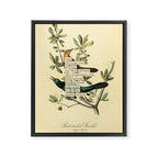 Bird Divinations: Boat-Tailed Grackle (about: almanacofbirds.org) Framed Canvas Print Gallery Image 6