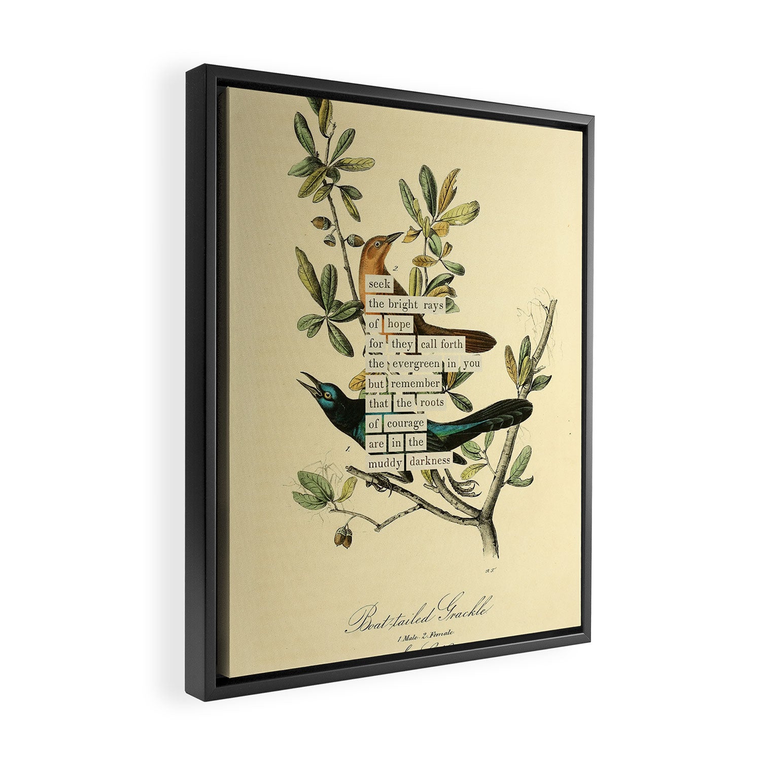 Bird Divinations: Boat-Tailed Grackle (about: almanacofbirds.org) Framed Canvas Print Gallery Image 2