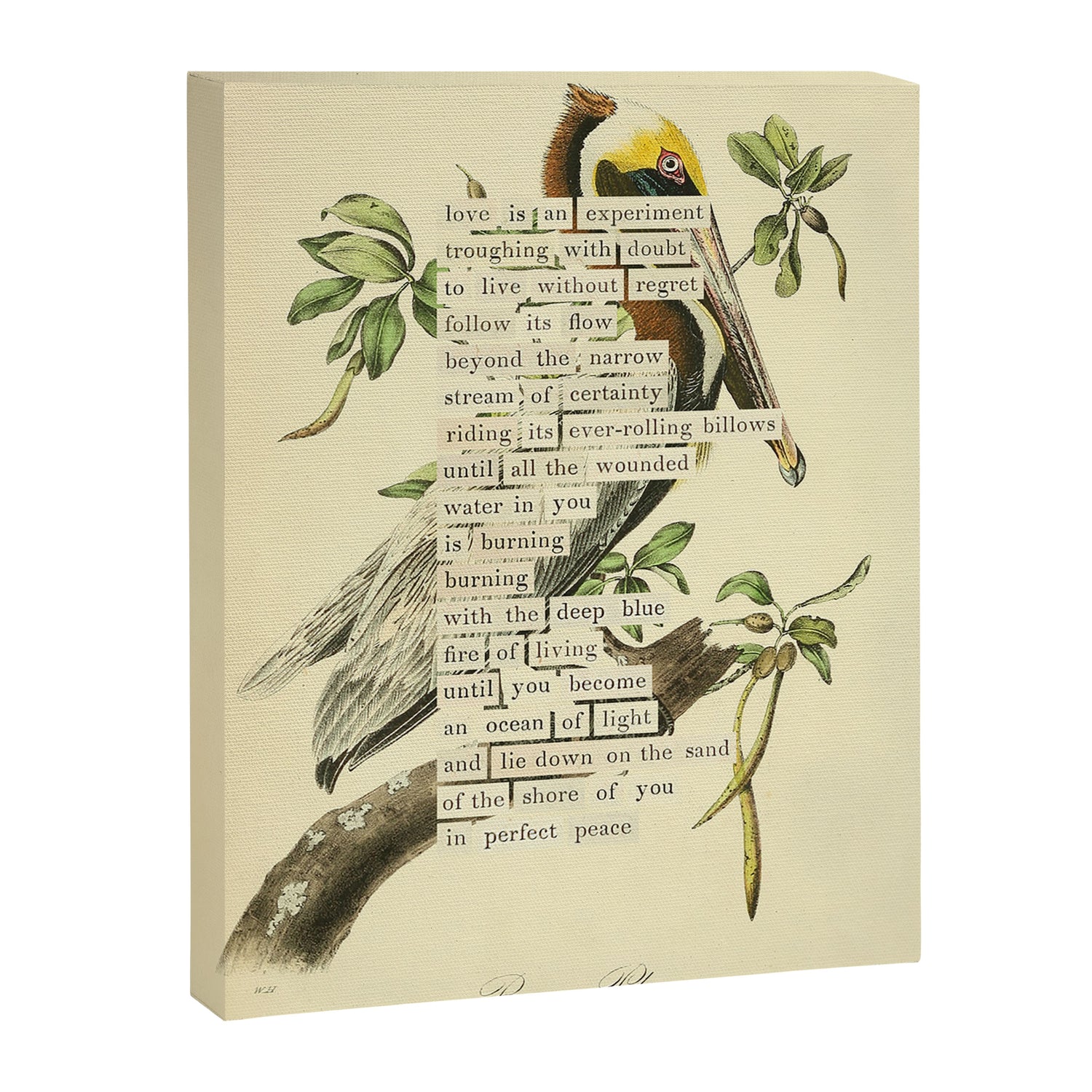 Bird Divinations: Brown Pelican (about: almanacofbirds.org) Canvas Print Gallery Image 3