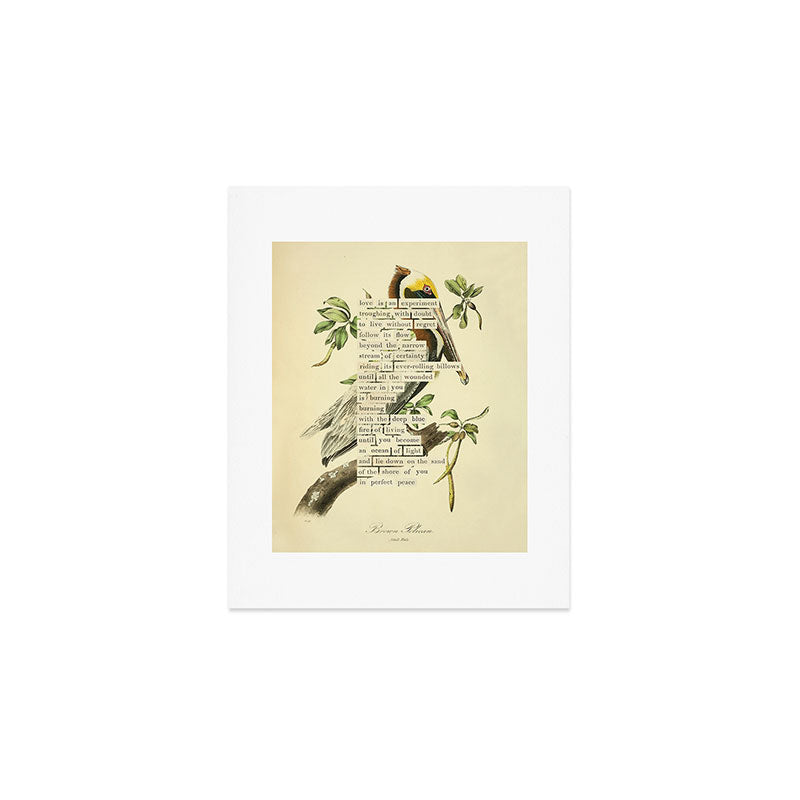 Bird Divinations: Brown Pelican (about: almanacofbirds.org) Art Print Gallery Image 1