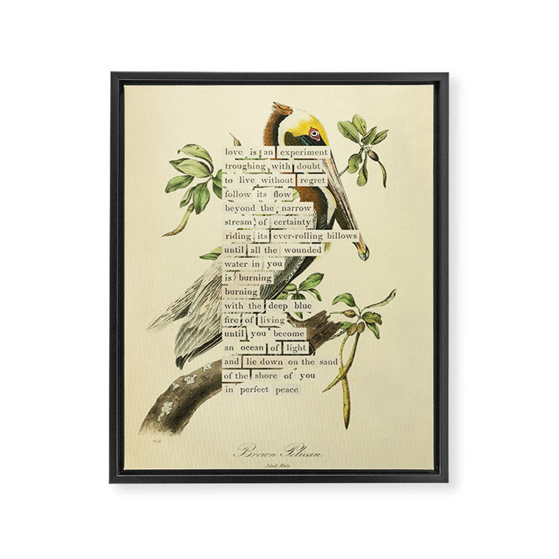 Bird Divinations: Brown Pelican (about: almanacofbirds.org) Framed Canvas Print Gallery Image 6