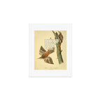 Bird Divinations: Brown Tree-creeper (about: almanacofbirds.org) Art Print Gallery Image 1