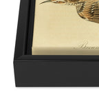 Bird Divinations: Brown Tree-creeper (about: almanacofbirds.org) Framed Canvas Print Gallery Image 3