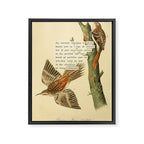 Bird Divinations: Brown Tree-creeper (about: almanacofbirds.org) Framed Canvas Print Gallery Image 6