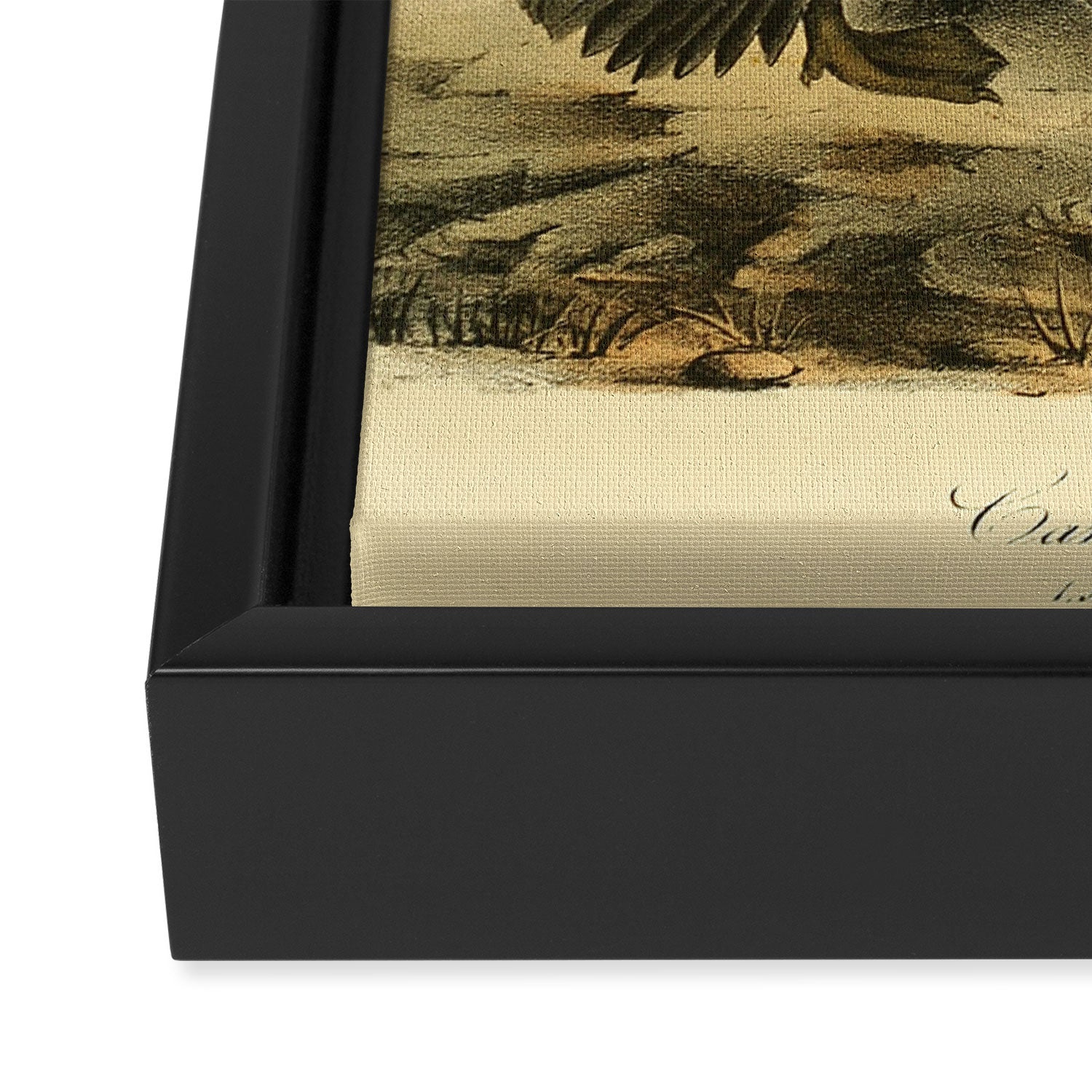 Bird Divinations: Canada goose (about: almanacofbirds.org) Framed Canvas Print Gallery Image 3