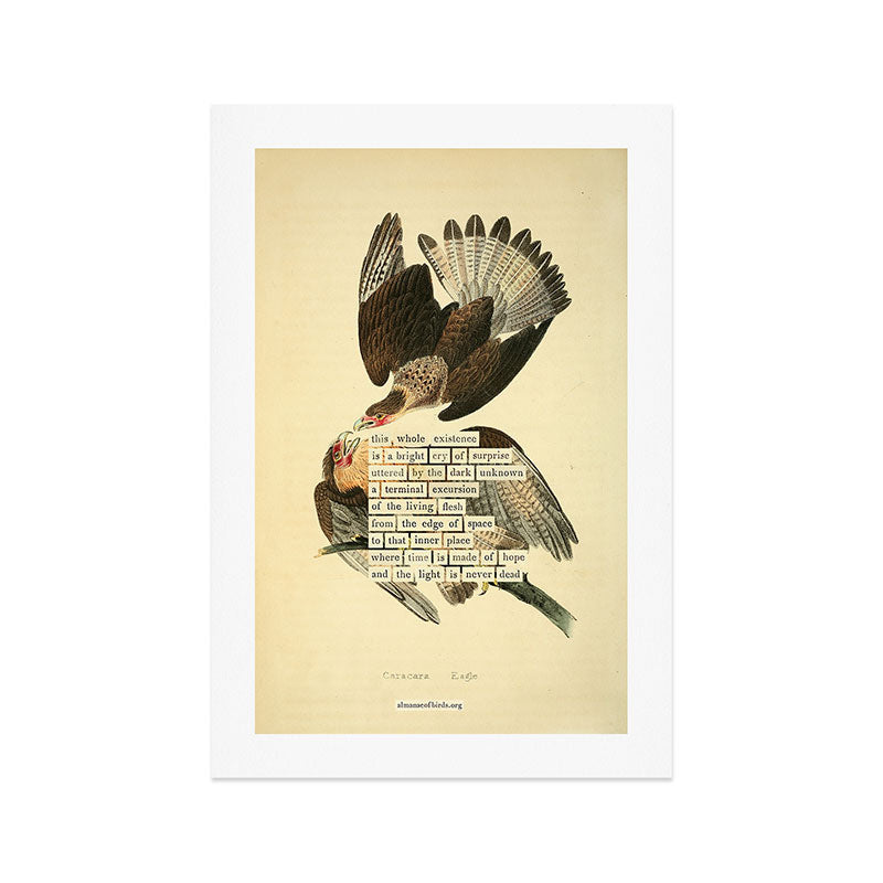 Bird Divinations: Caracara Eagle (about: almanacofbirds.org) Art Print Gallery Image 1