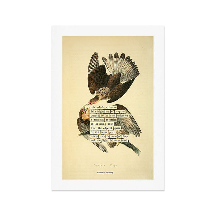 Bird Divinations: Caracara Eagle (about: almanacofbirds.org) Art Print Gallery Image 1
