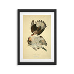Bird Divinations: Caracara Eagle (about: almanacofbirds.org) Framed Art Print Gallery Image 2