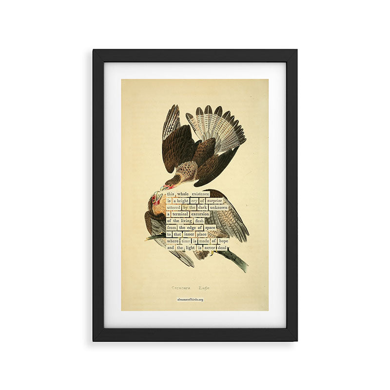 Bird Divinations: Caracara Eagle (about: almanacofbirds.org) Framed Art Print Gallery Image 2