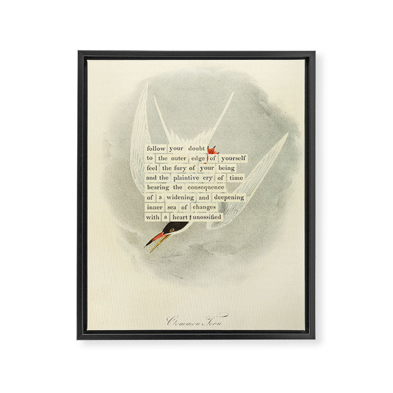 Bird Divinations: Common Tern (about: almanacofbirds.org) Framed Canvas Print Gallery Image 6