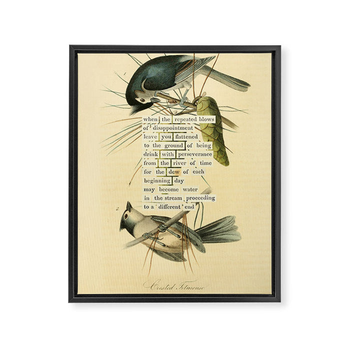 Bird Divinations: Crested Titmouse (about: almanacofbirds.org) Framed Canvas Print Gallery Image 1