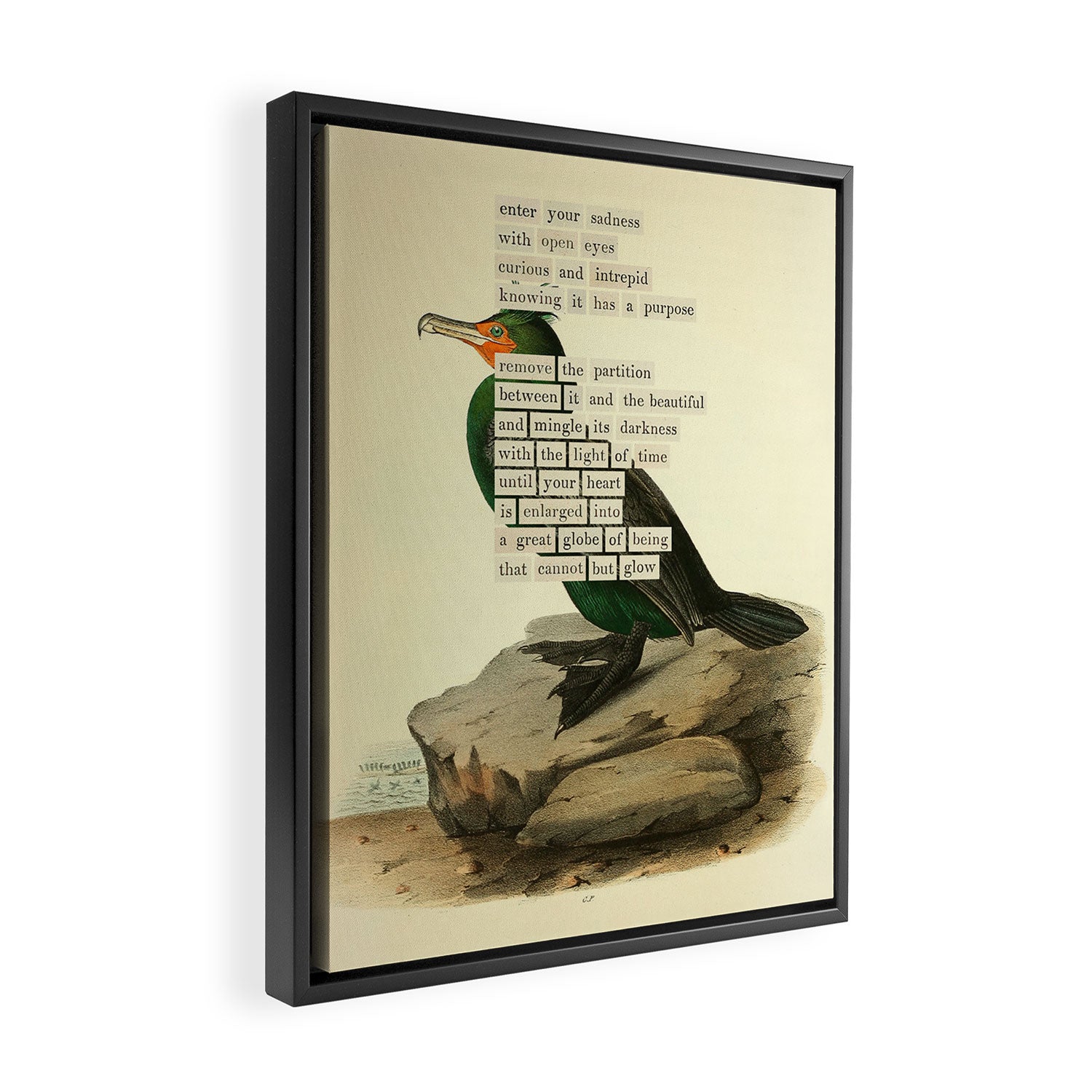 Bird Divinations: Double-Crested Cormorant (about: almanacofbirds.org) Framed Canvas Print Gallery Image 2