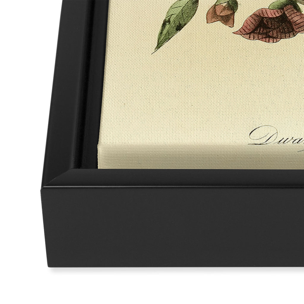 Bird Divinations: Dwarf Thrush (about: almanacofbirds.org) Framed Canvas Print Gallery Image 3