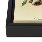 Bird Divinations: Dwarf Thrush (about: almanacofbirds.org) Framed Canvas Print Gallery Image 3