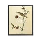 Bird Divinations: Dwarf Thrush (about: almanacofbirds.org) Framed Canvas Print Gallery Image 6