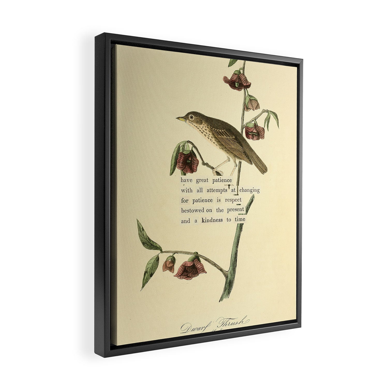 Bird Divinations: Dwarf Thrush (about: almanacofbirds.org) Framed Canvas Print Gallery Image 2