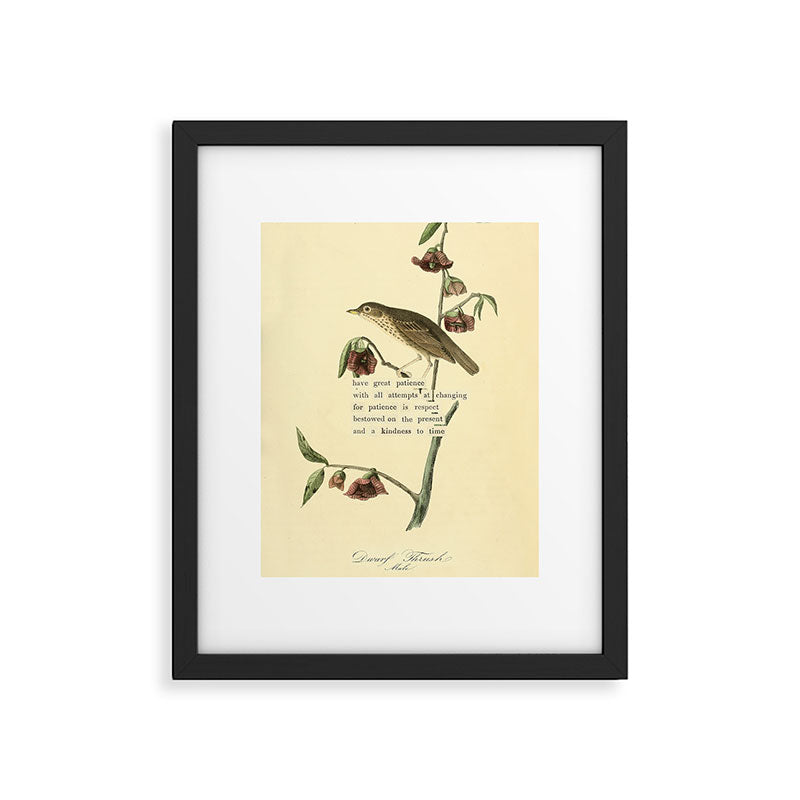Bird Divinations: Dwarf Thrush (about: almanacofbirds.org) Framed Art Print Gallery Image 4