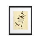 Bird Divinations: Dwarf Thrush (about: almanacofbirds.org) Framed Art Print Gallery Image 4