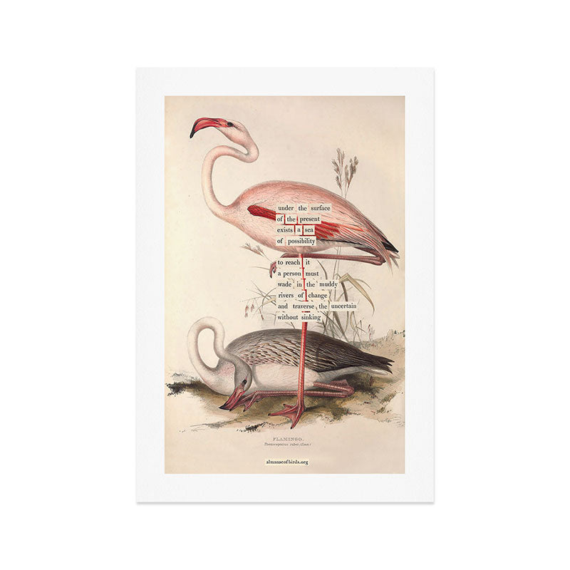 Bird Divinations: Flamingo (about: almanacofbirds.org) Art Print Gallery Image 1