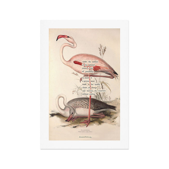 Bird Divinations: Flamingo (about: almanacofbirds.org) Art Print Gallery Image 1