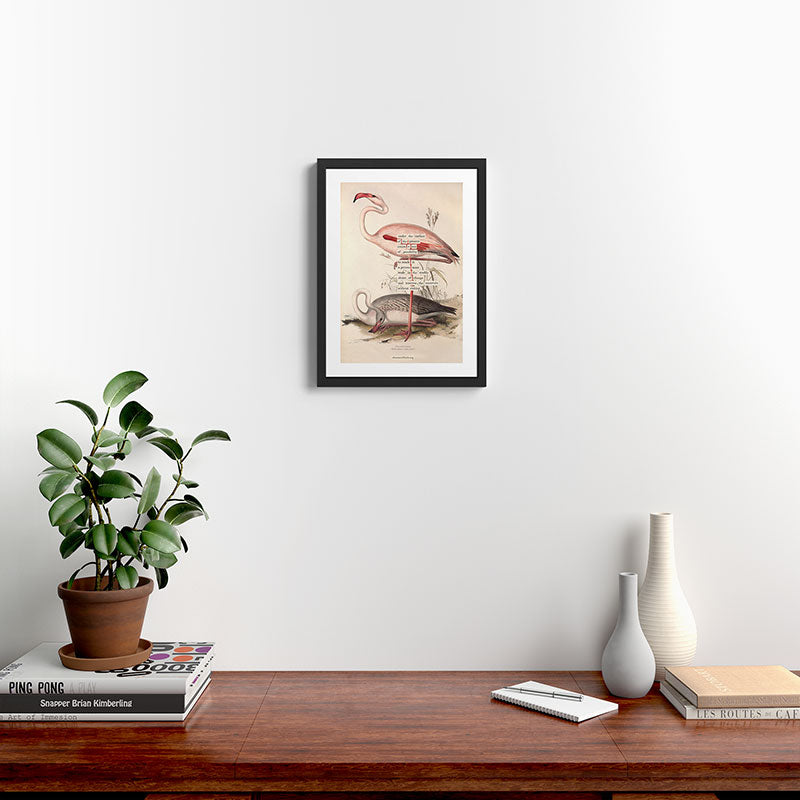 Bird Divinations: Flamingo (about: almanacofbirds.org) Framed Art Print Gallery Image 2