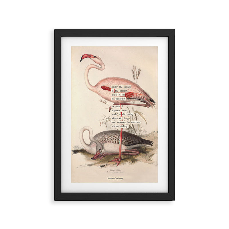 Bird Divinations: Flamingo (about: almanacofbirds.org) Framed Art Print Gallery Image 2
