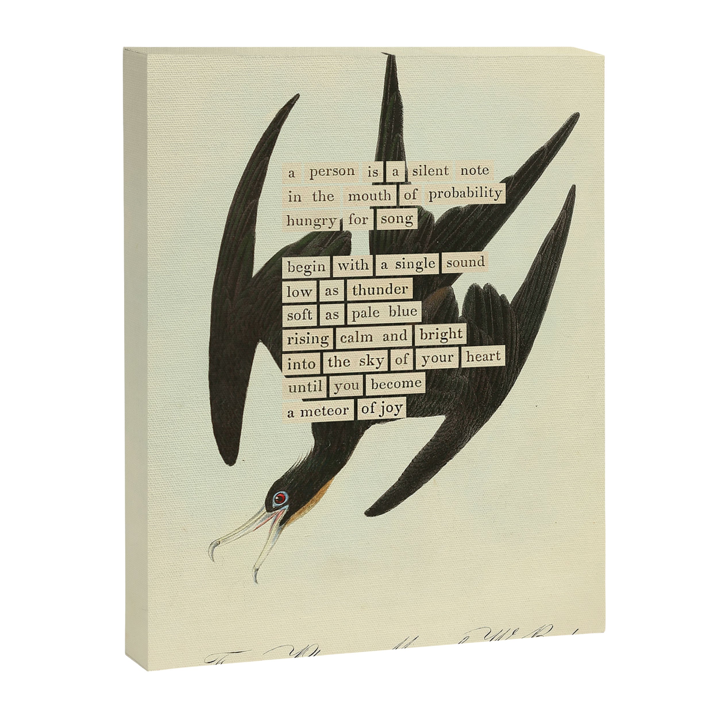 Bird Divinations: Frigate Pelican (about: almanacofbirds.org) Canvas Print Gallery Image 6