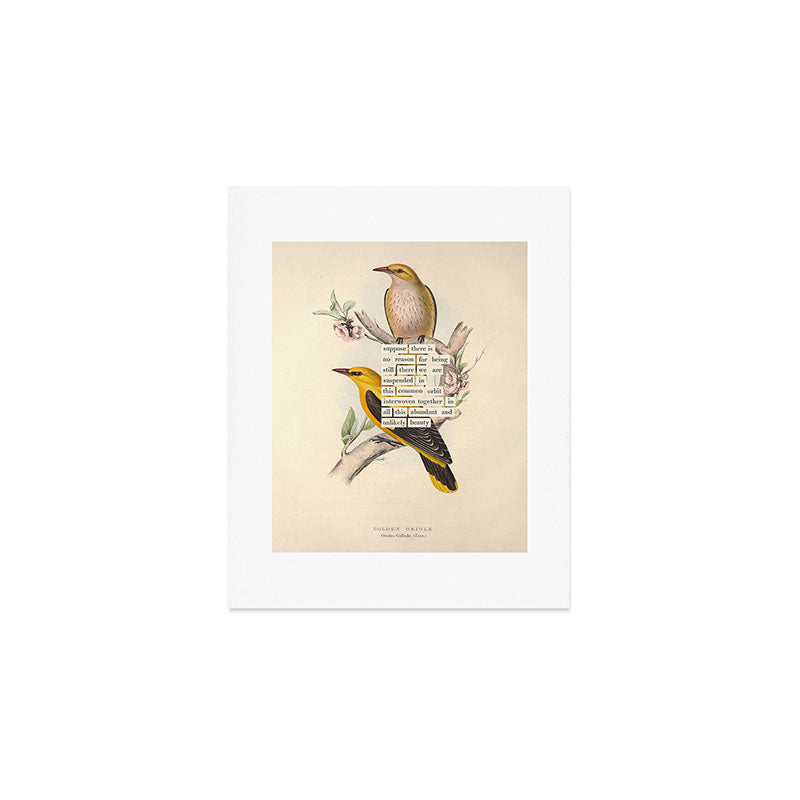 Bird Divinations: Golden Oriole (about: almanacofbirds.org) Art Print Gallery Image 1
