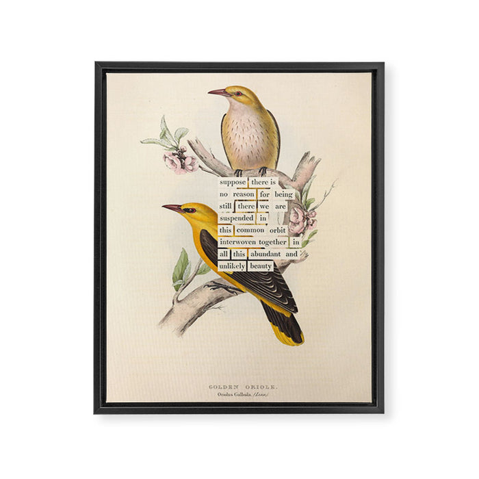 Bird Divinations: Golden Oriole (about: almanacofbirds.org) Framed Canvas Print Gallery Image 1