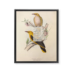 Bird Divinations: Golden Oriole (about: almanacofbirds.org) Framed Canvas Print Gallery Image 6