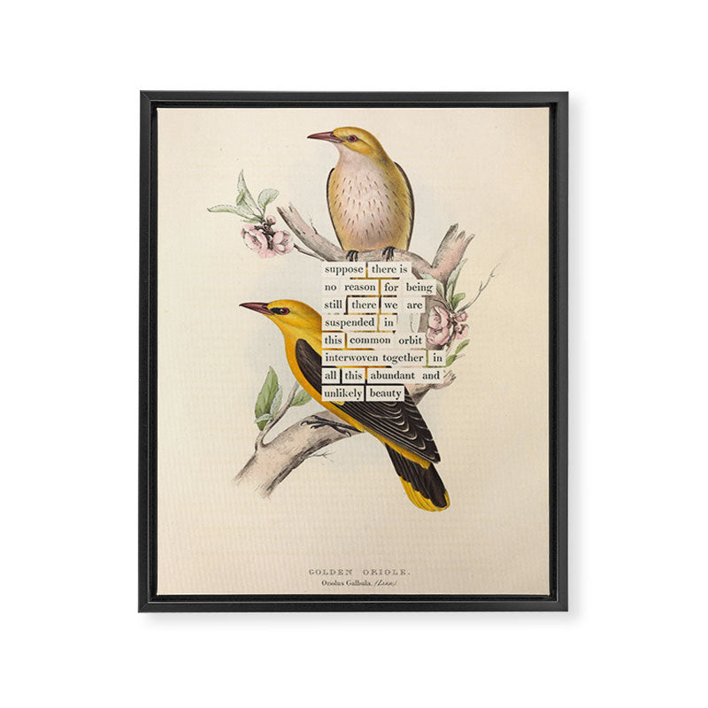 Bird Divinations: Golden Oriole (about: almanacofbirds.org) Framed Canvas Print Gallery Image 6